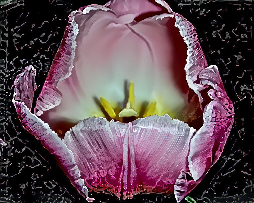 Pink Tulip. Source is my own photo.