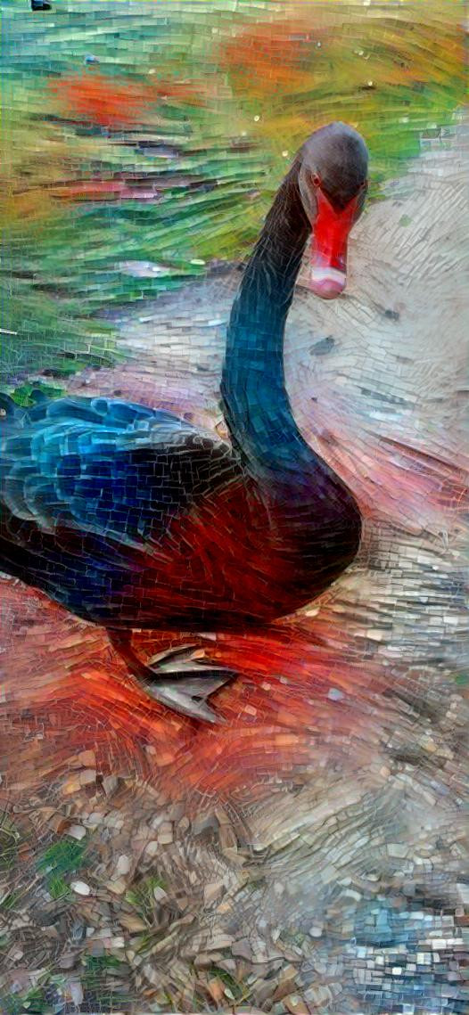Aussie black swan