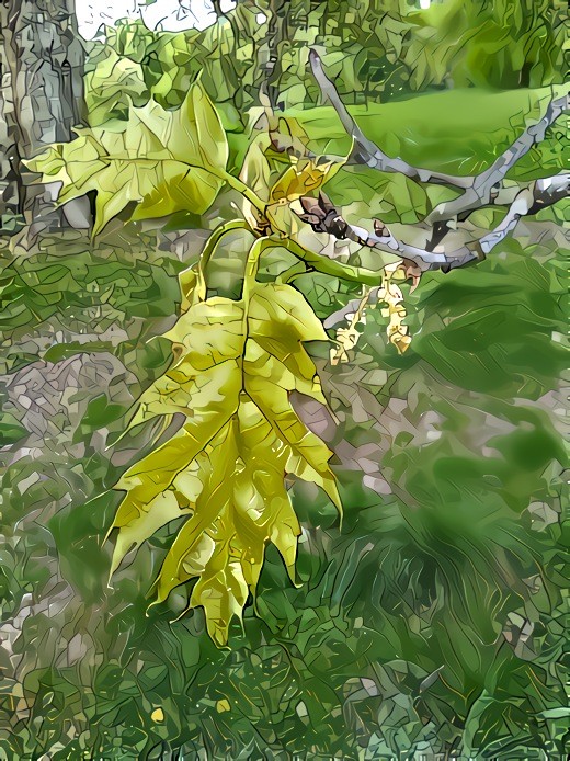 Red Oak, young leaf &amp; flowers