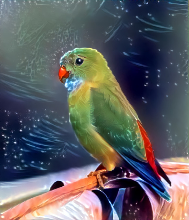 Pretty parakeet