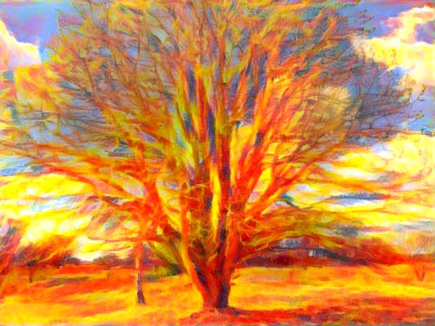 Widerberg tree in sunset