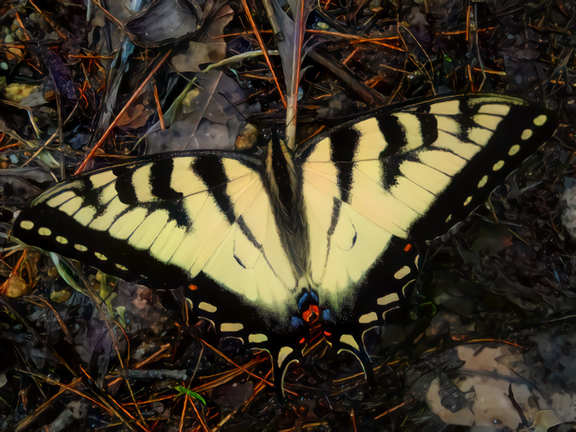 Yellow Swallowtail Butterfly.  Source is my own photo.