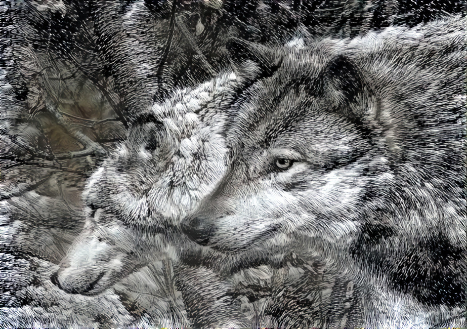 grey wolves ( серые волки )