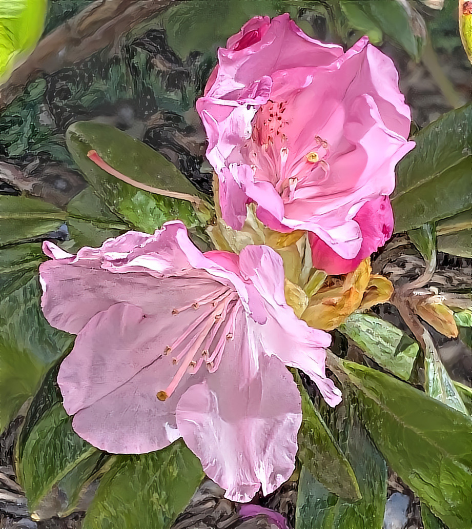 Morning Rhododendron