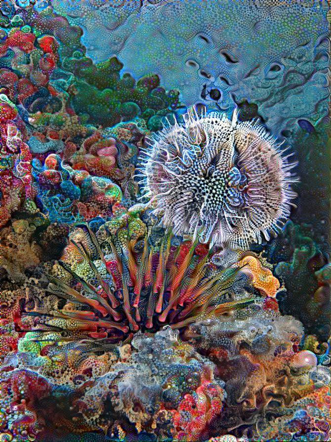 The Sea Urchin of The Night