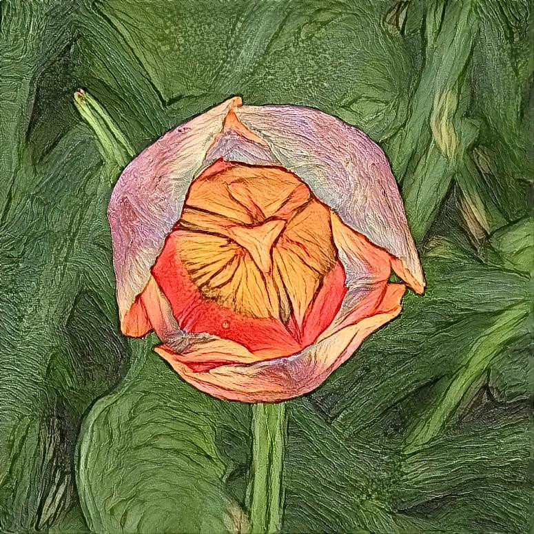 Watched by a Tulip
