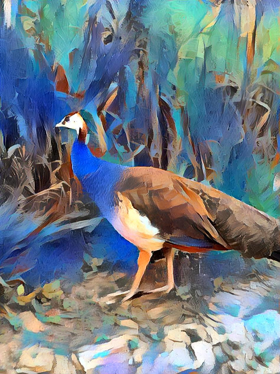 Peacock Blend