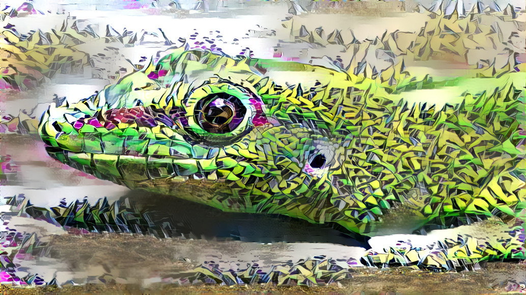 Graffiti Lizard Low