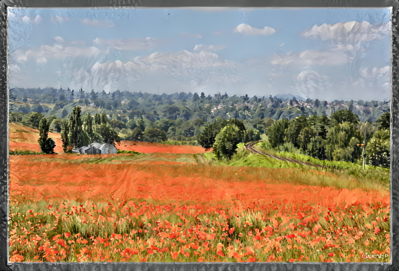 Poppy Field Landscape