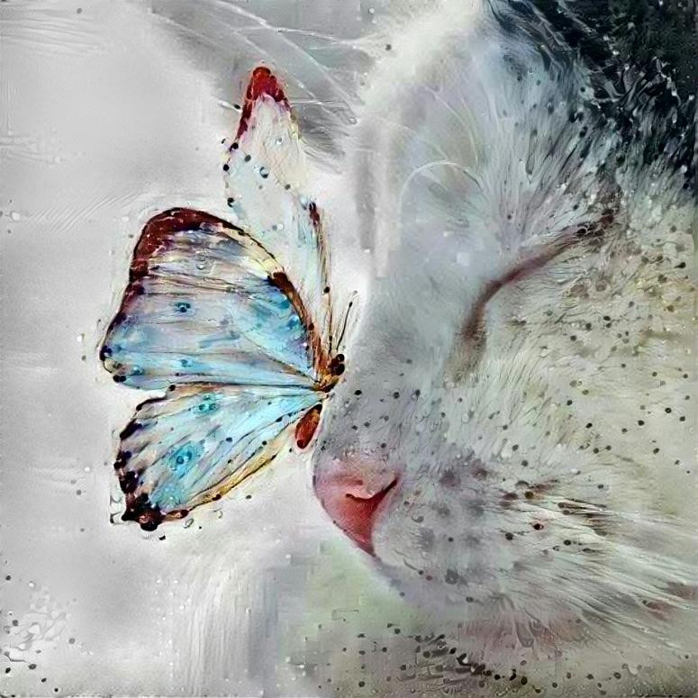 butterfly cat