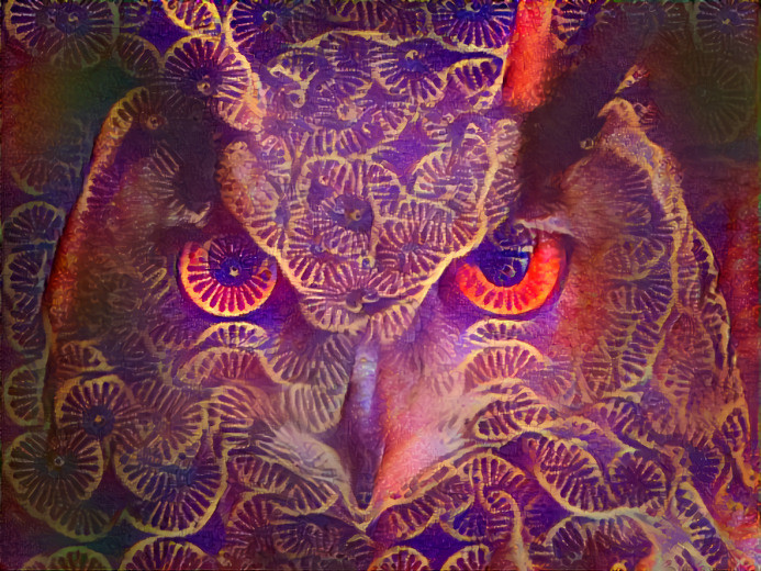 DNA owl