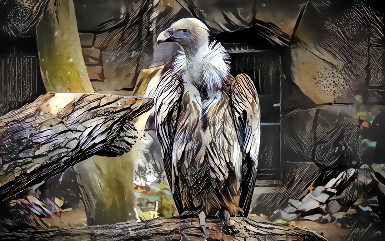 Vulture - Pixabay image