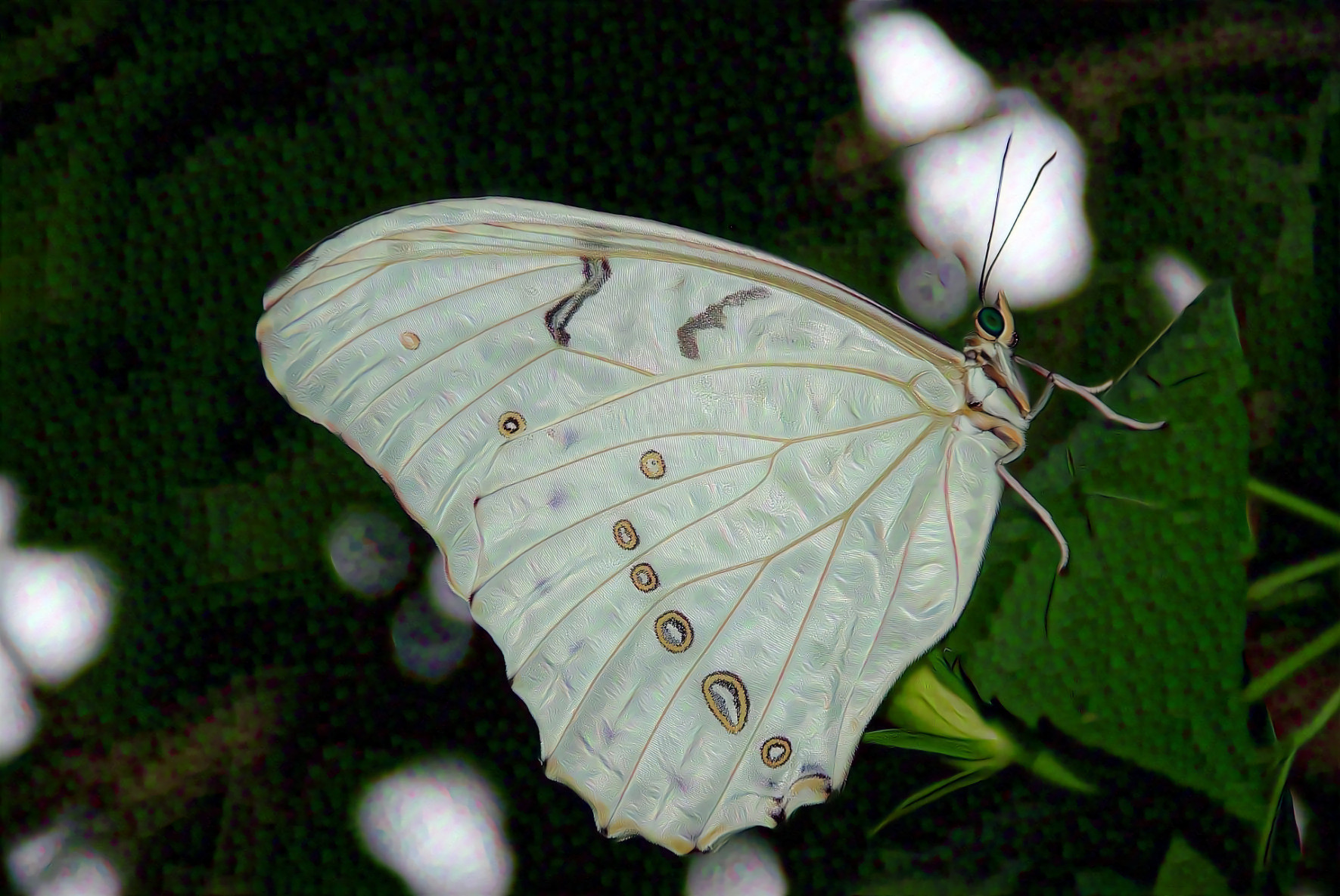 Morpho Polyphemus Butterfly