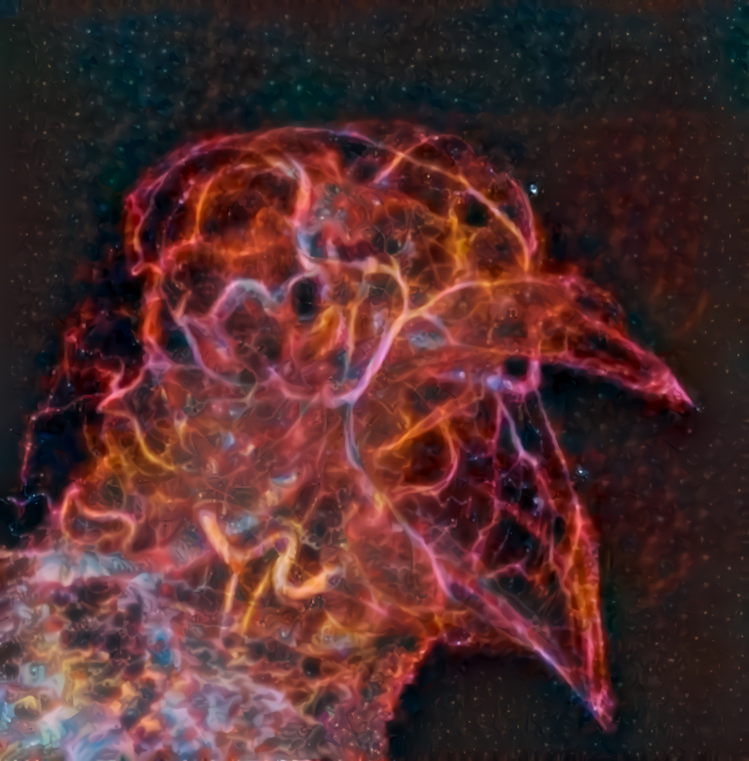 Birdshead Nebula