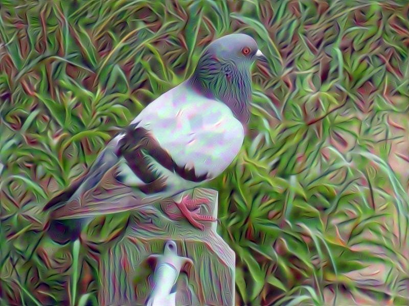 pigeon dreams