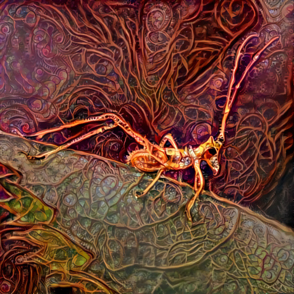 Grasshopper nymph redux