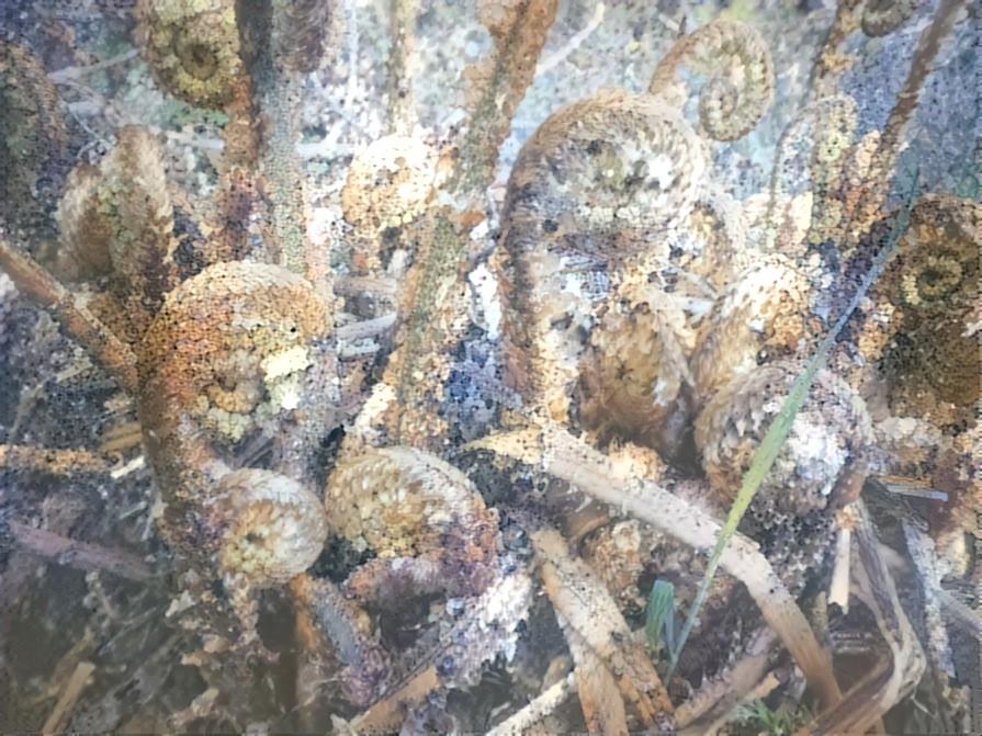Ferns / lichen