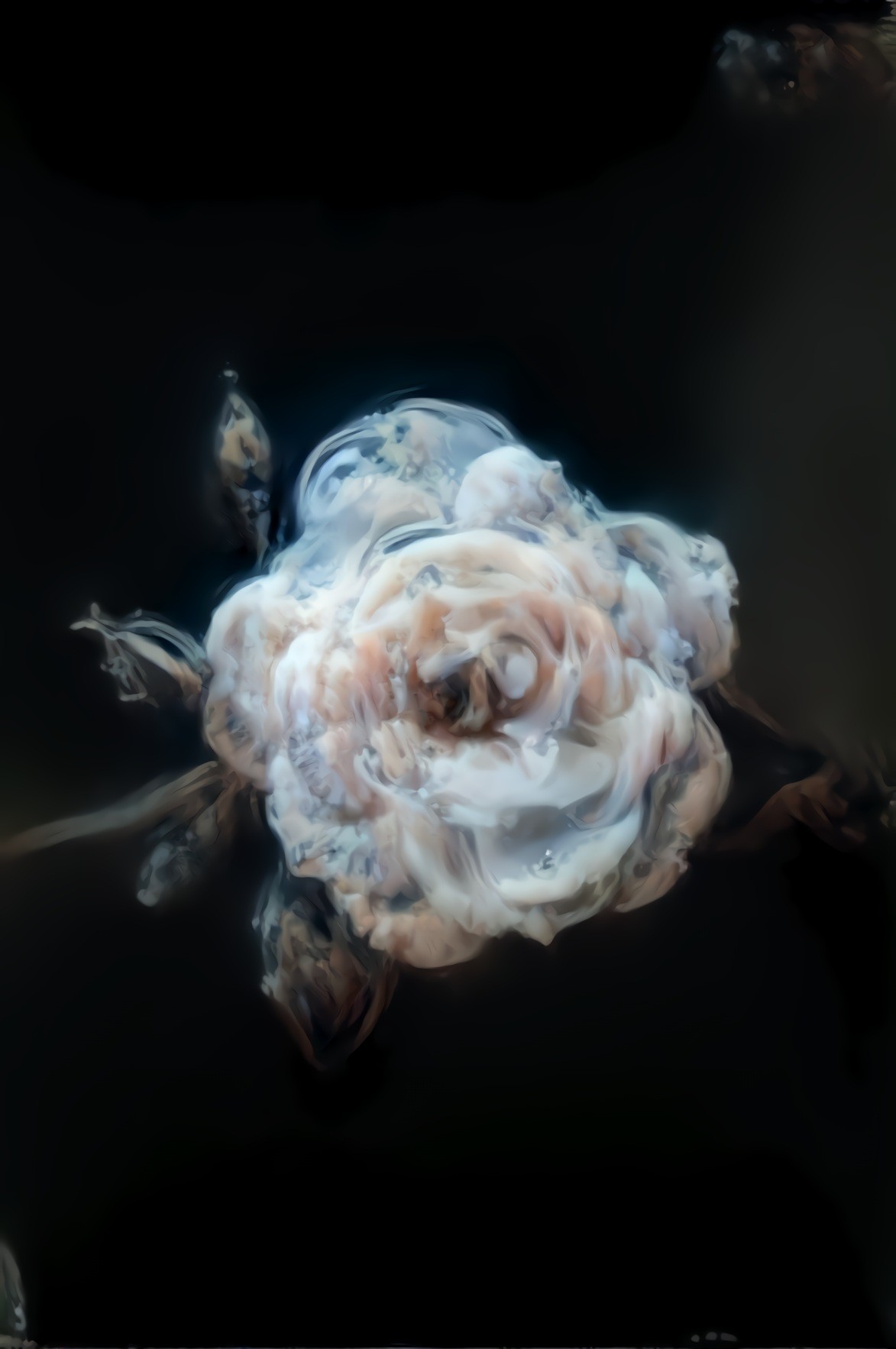 Apparition Rose IV (source: Lola Russian, pexels — filter: unknown) •