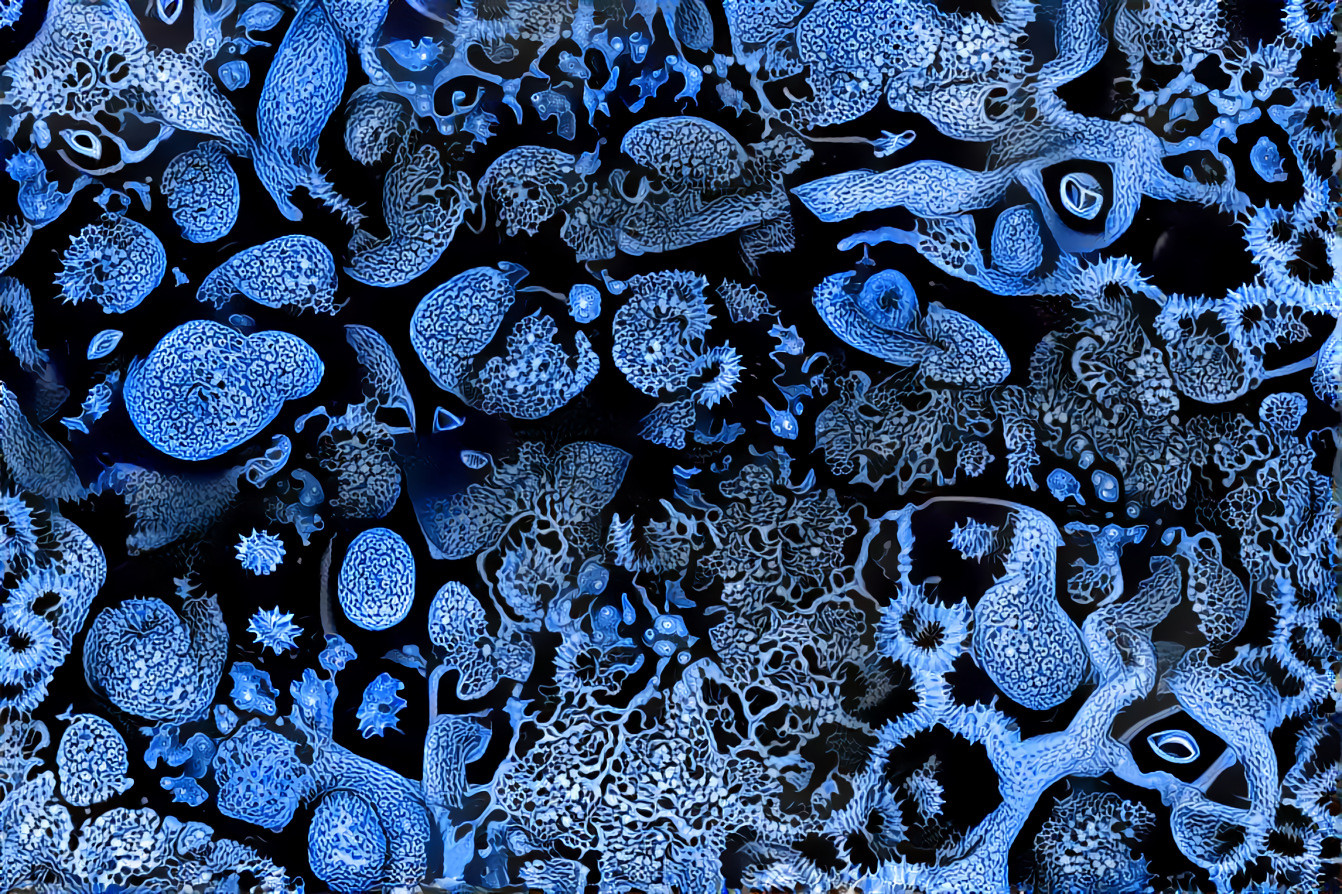 Kaleidoscopic Fun with Haeckel
