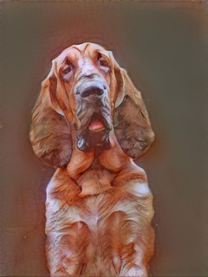 My bloodhound boy Bertie as a puppy