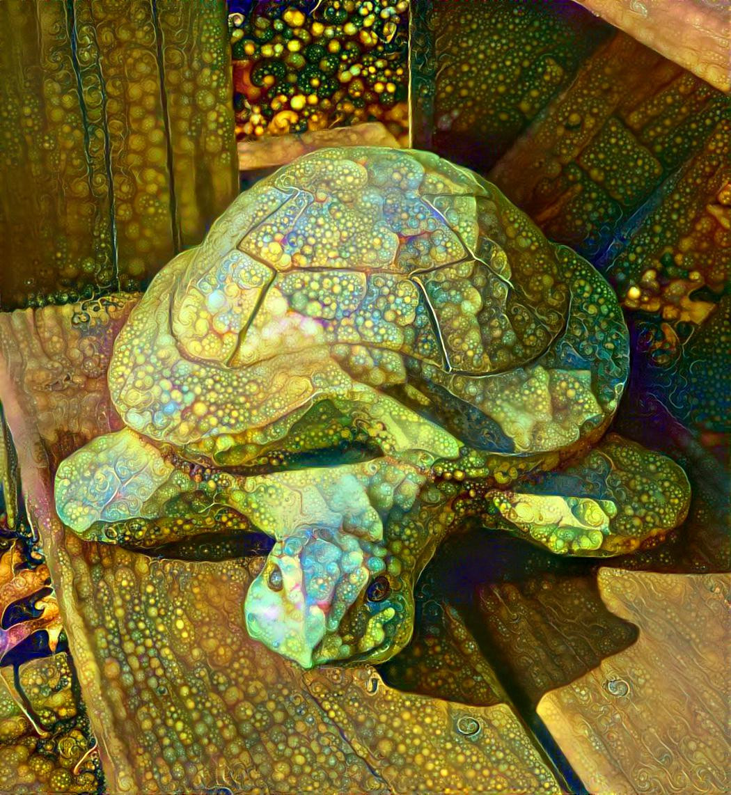 Spacey Turtle