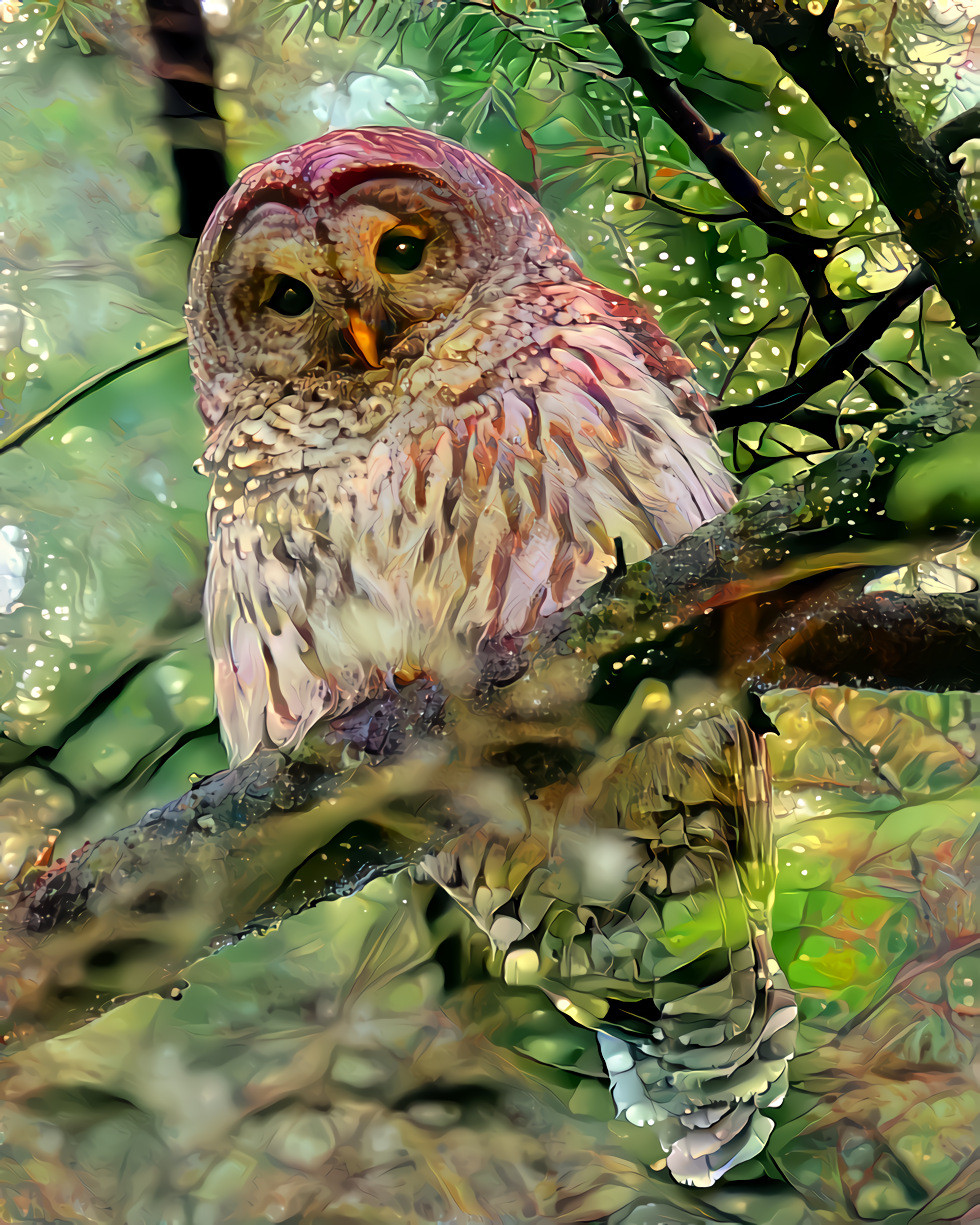 Beautiful Barred Owl