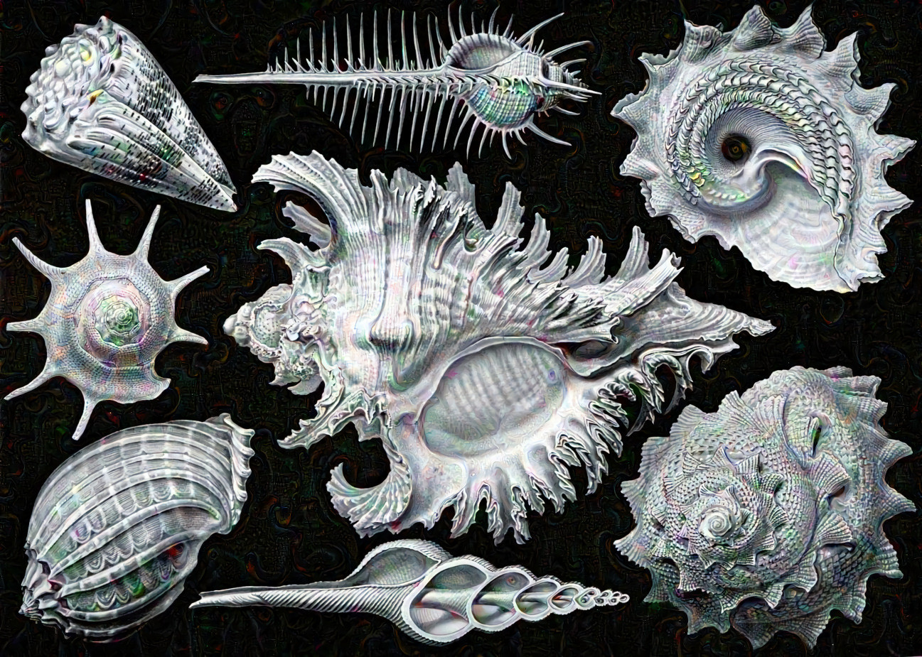 Lightly Dreaming Prosobranchia [Ernst Haeckel]