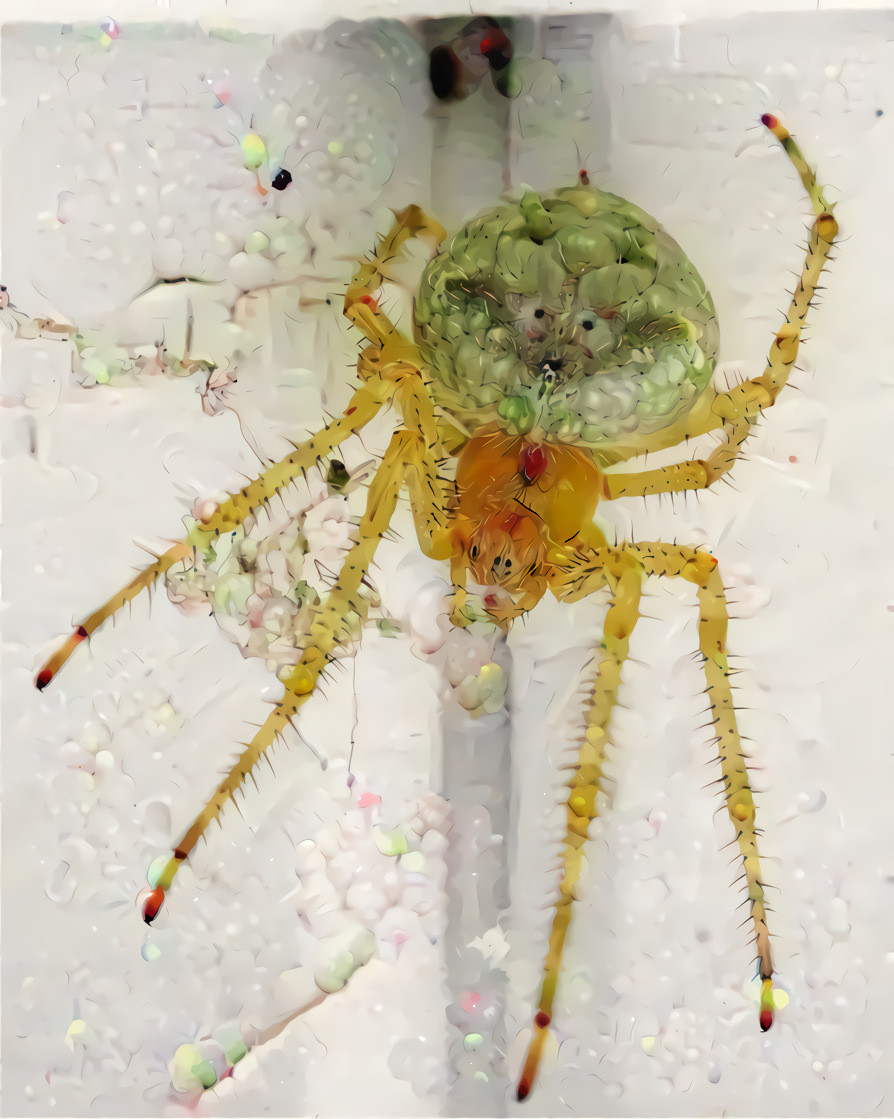 A Big Ol’ Barn Spider V2.  Source is my own photo.