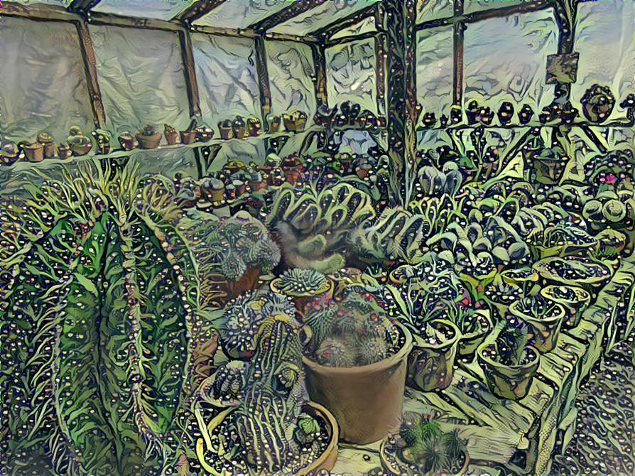 cactus nursery in tucson