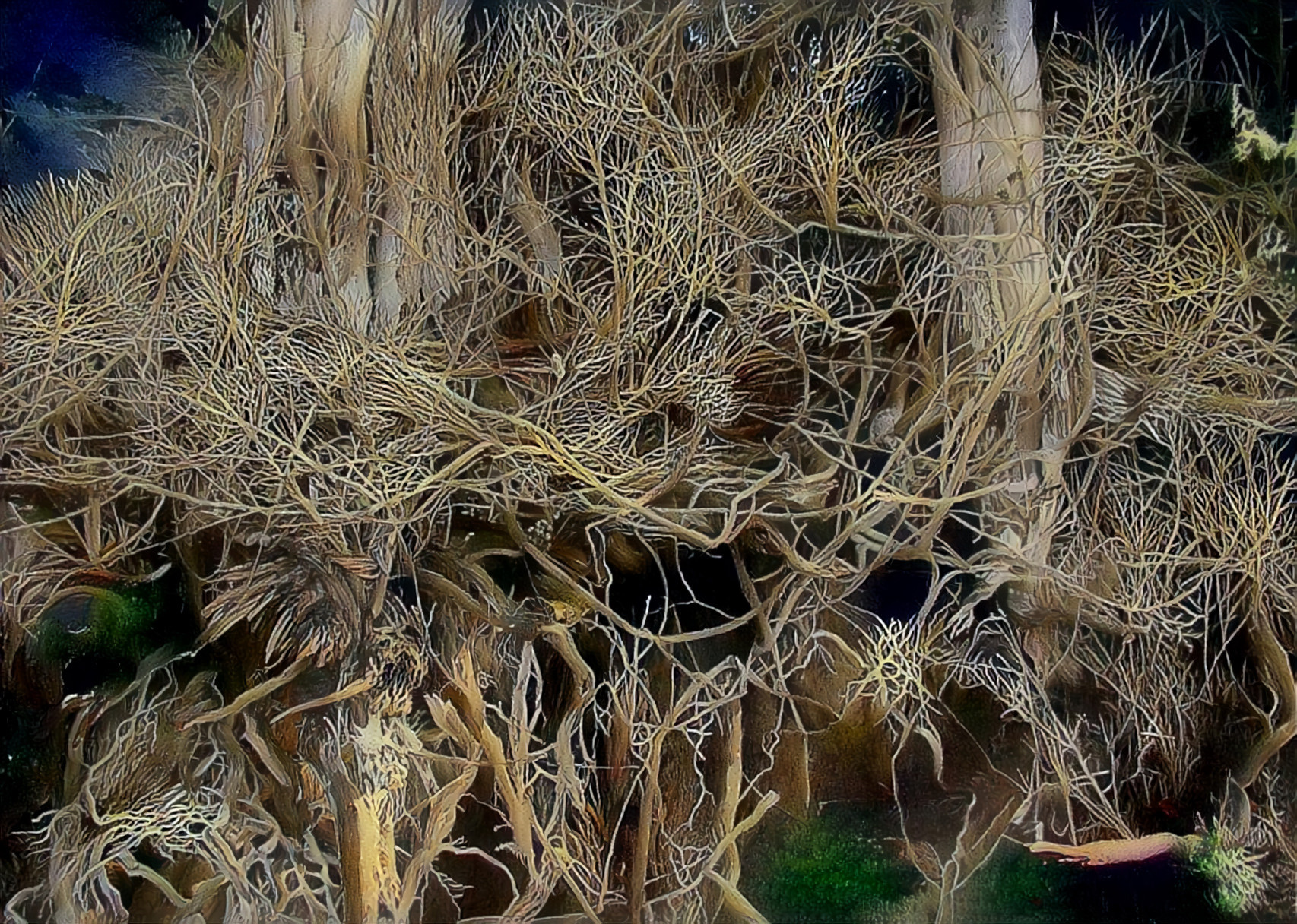 A Winter Tangle of Brush and Erosion-exposed Roots, Pescadero, California.  Original photo is my own.