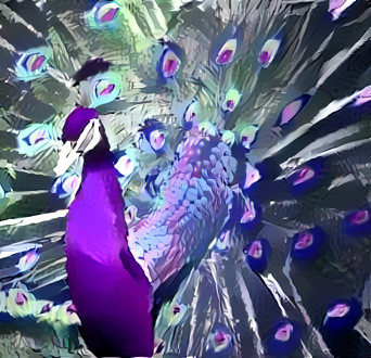 Purple Peacock