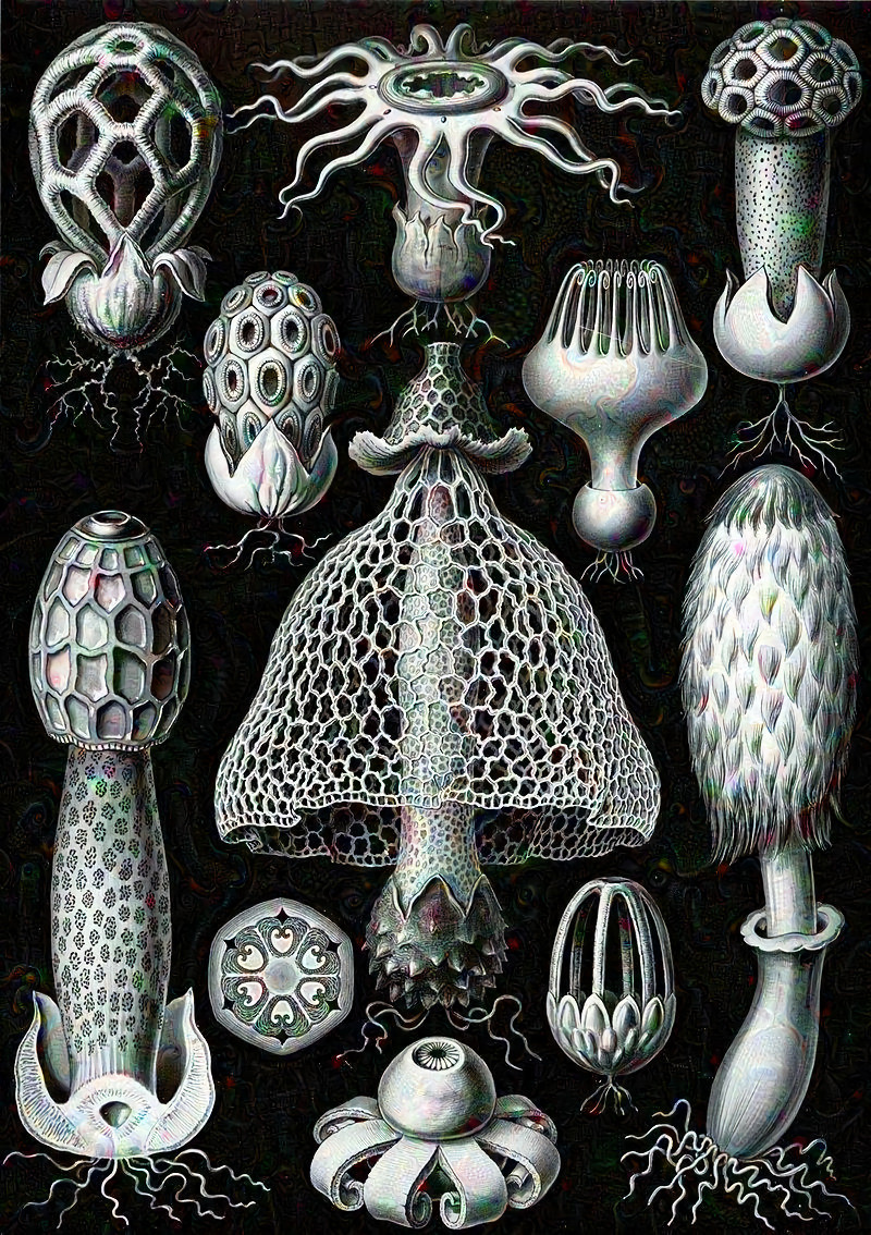 Light Dreaming Basimycetes [Ernst Haeckel]