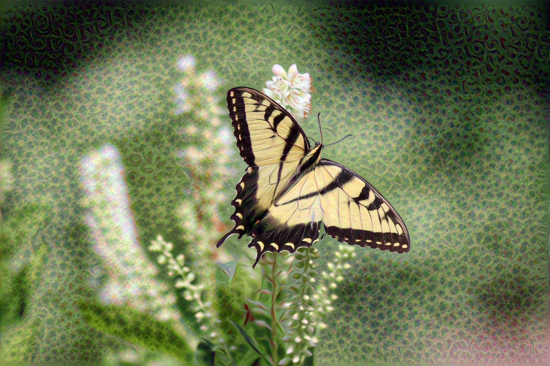 Summer Garden Butterfly