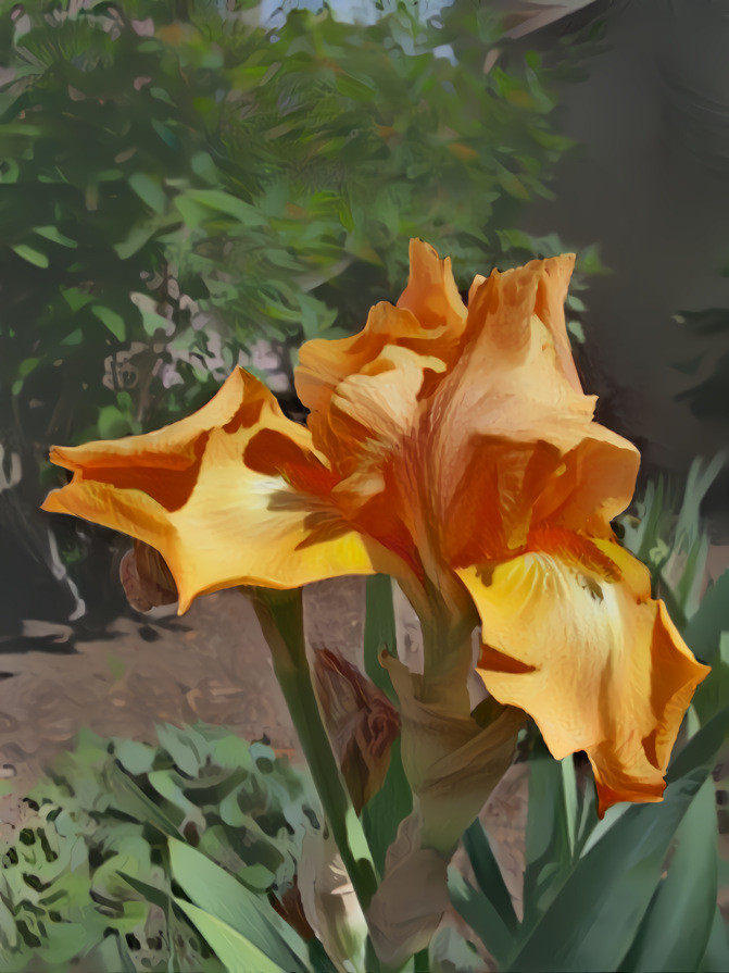 orange iris