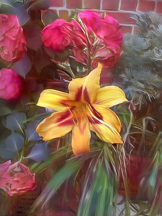 Daylily with hydrangeas in our garden today I-01