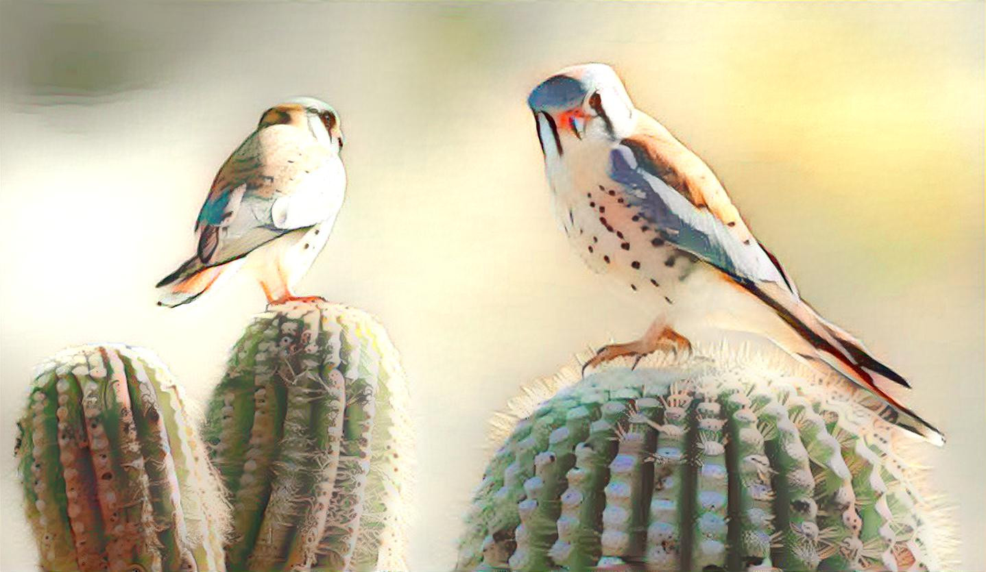 Desert Birds