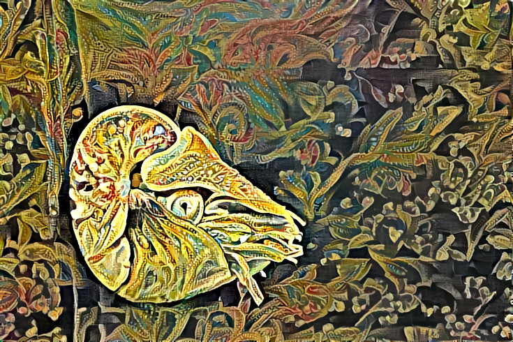 Nautilus tapissierus
