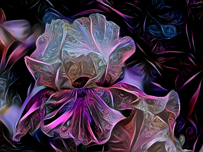 Annabel Rose Iris
