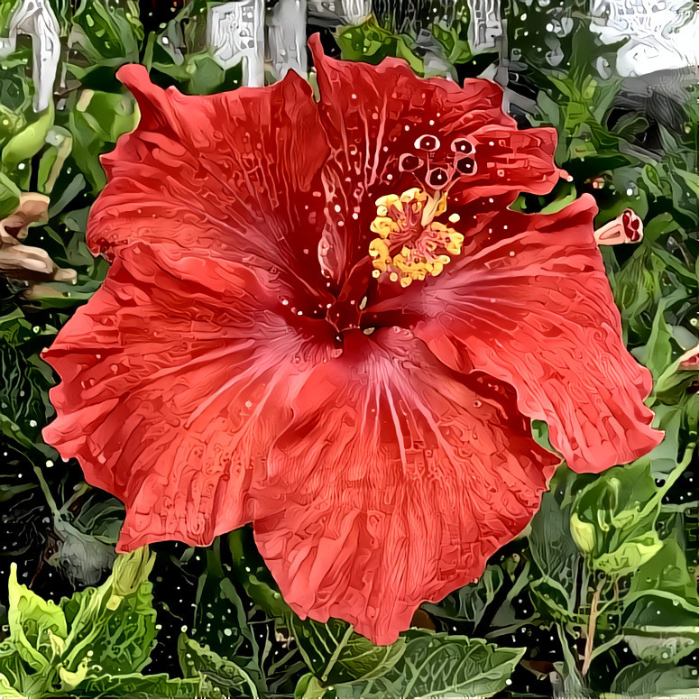 Red Hibiscus 09.20 | MR D 100% Colors