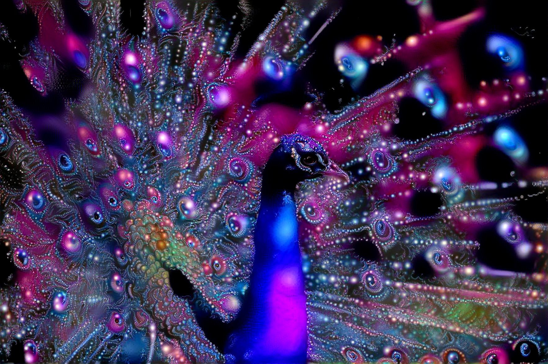 Splendid Peacock