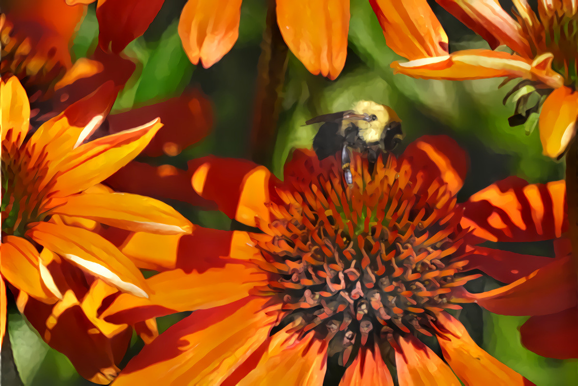 Bee on Cone Flower