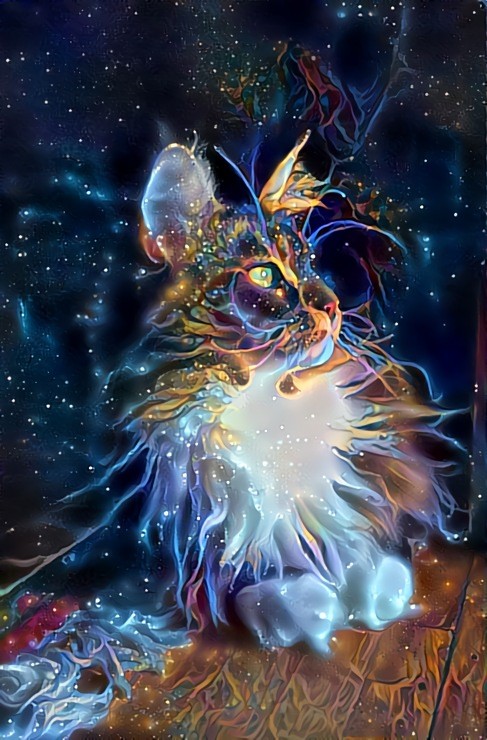 Starlight Kitty
