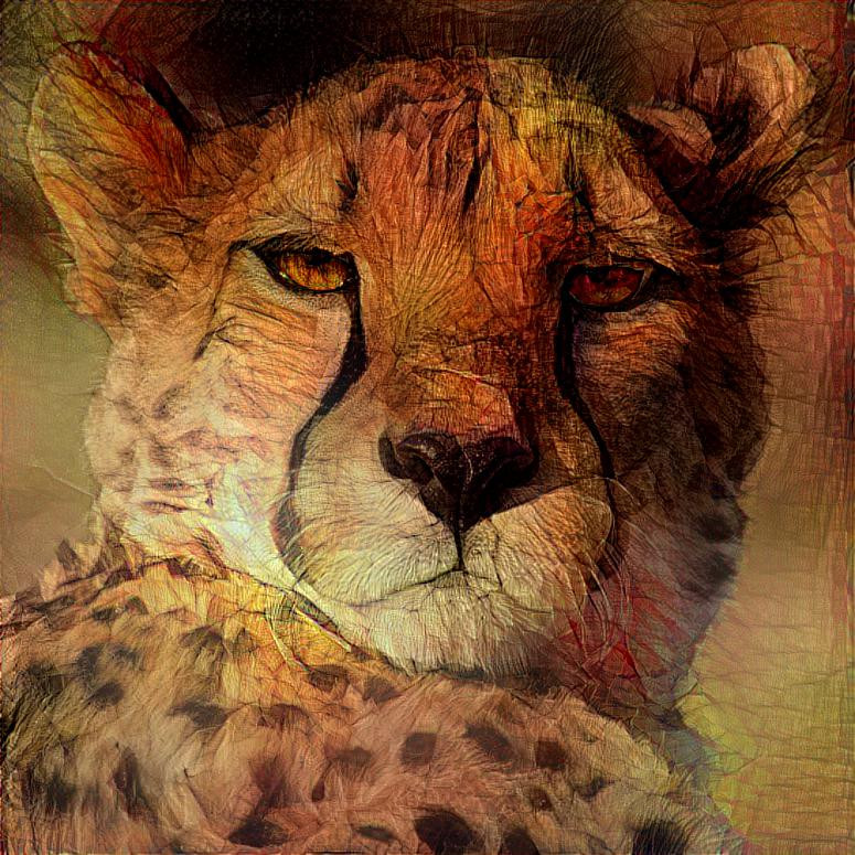 Haughty Cheetah