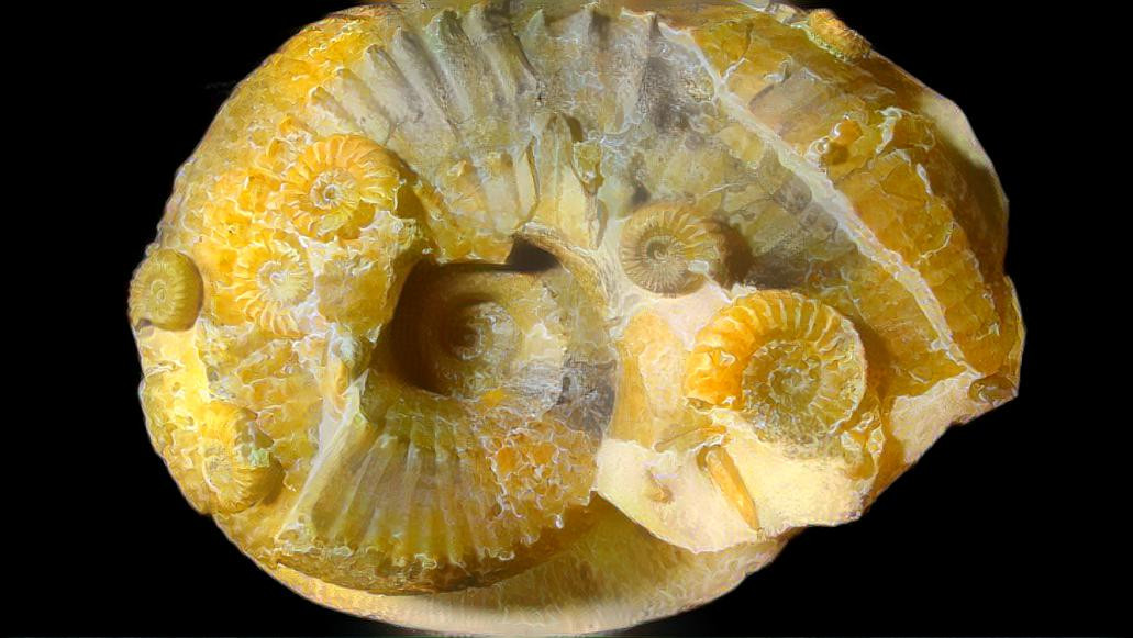 Lemon Ammonites