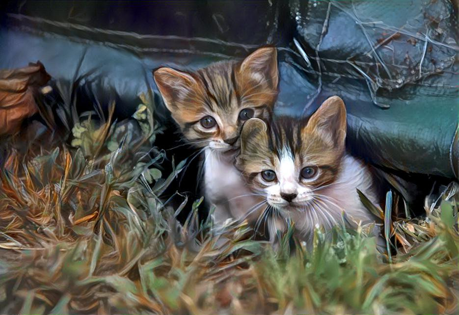 two kittens
