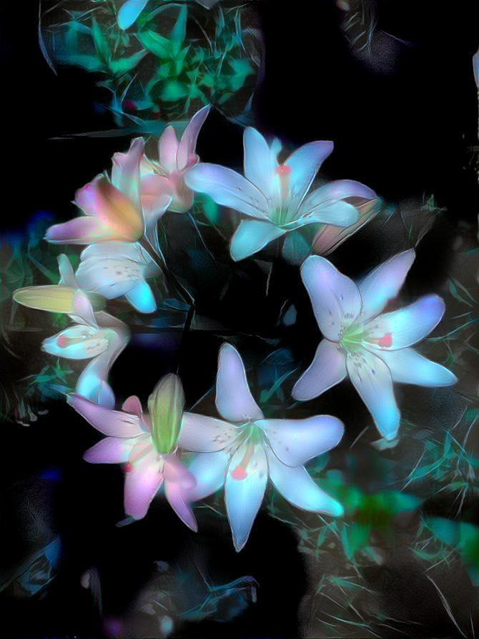 Lily flowers 2