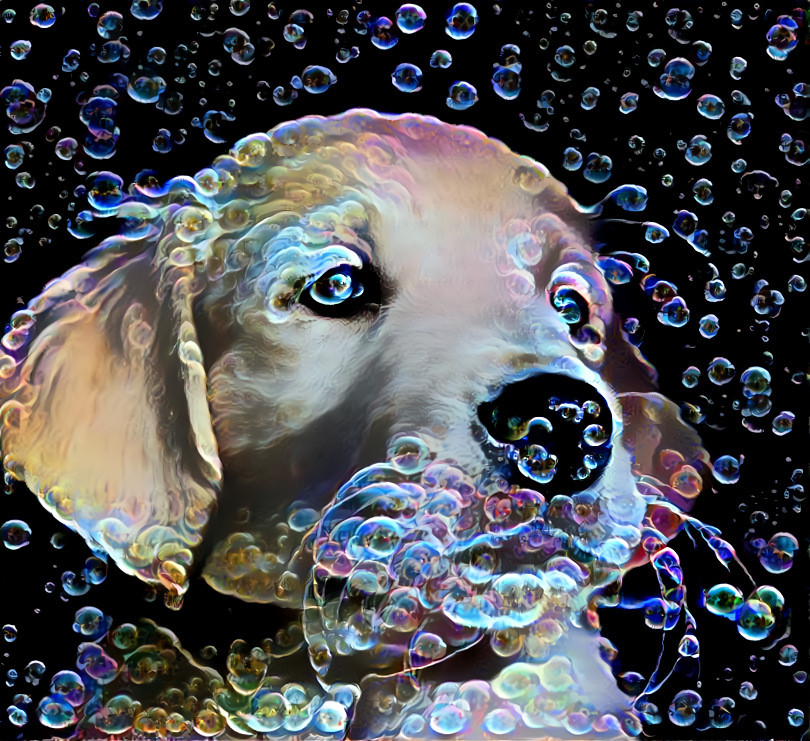 bubble dog