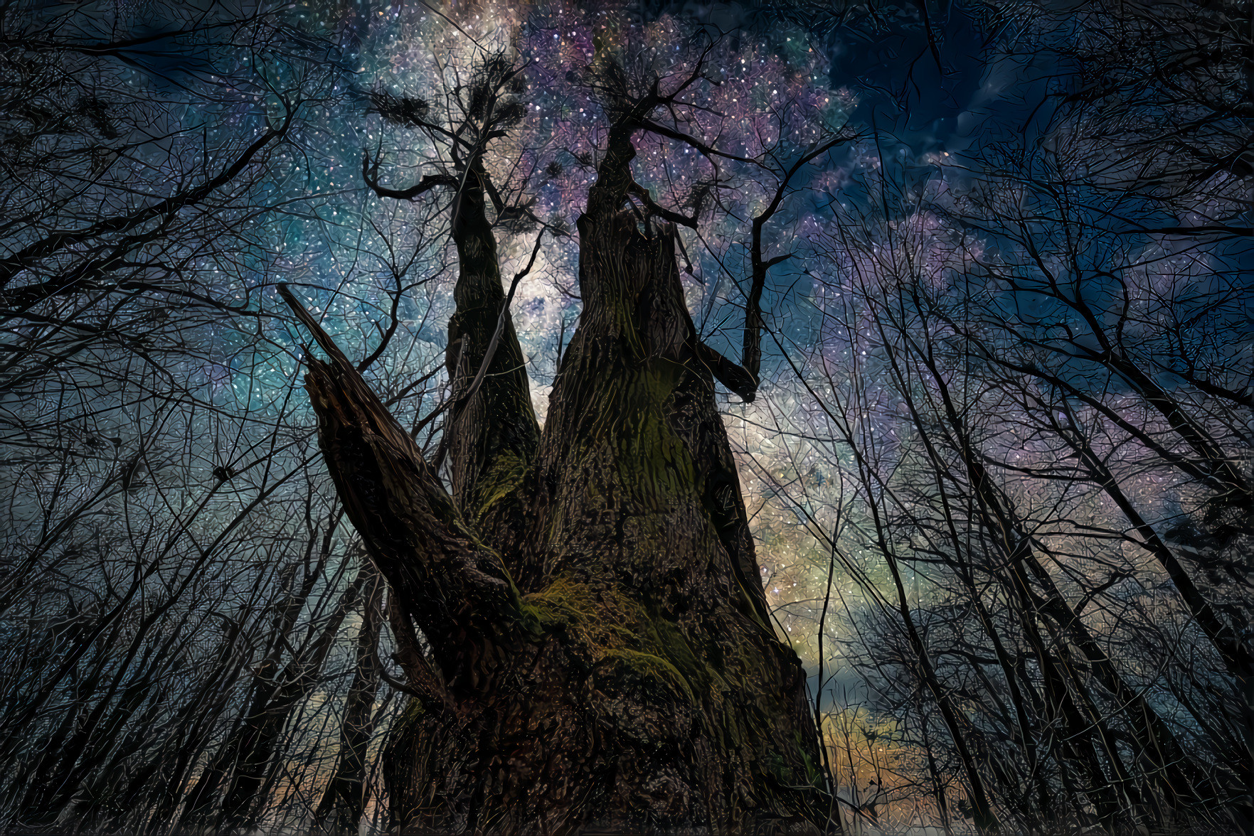 Night Sky, Ancient Tree