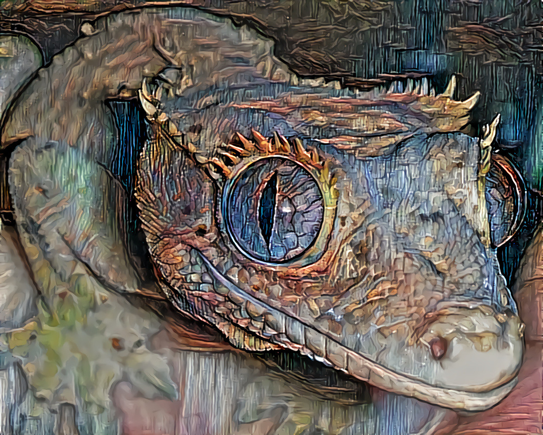 Pongo, the Eyelash Gecko.  Photo, my own.