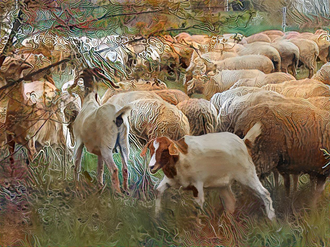 sheep and goats ... mähhhh